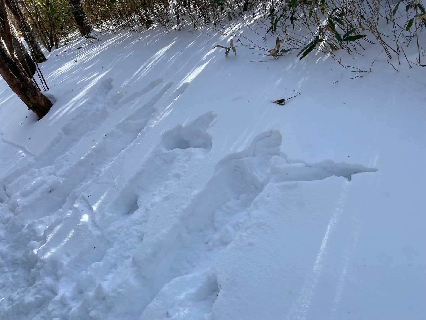 カルテットダイブショット