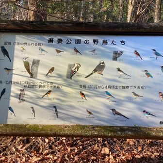 鳥の見分けには定評がないはらぺこです。でも声を聞くことは好きかも。