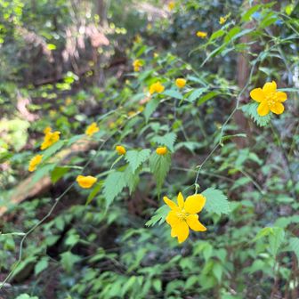 ヤマブキ🌸
山吹色が綺麗✨