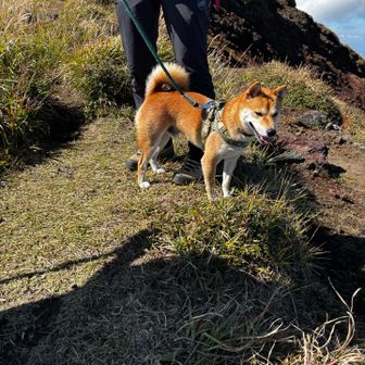 到着を待っててくれた大悟君🐕
ウイッシュのDAIGOではない