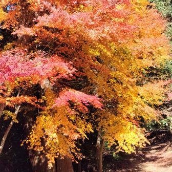 登山口
神社の紅葉🍁キラキラ✨️