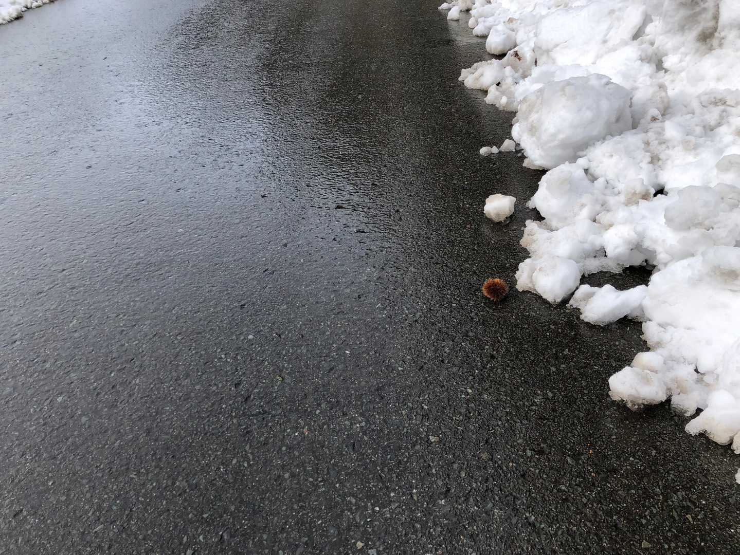 何故か栗がひとつだけ落ちてました、クリぼっち😄意味が違いますね