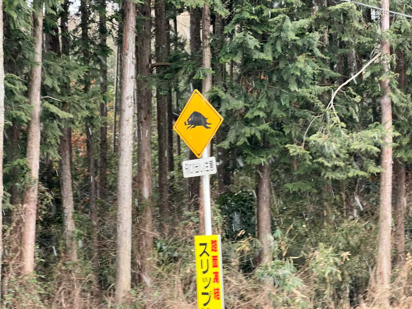 飛び出し注意⚠️の標識は🐗
下山したらしっかり雪が降ってきた☃️
