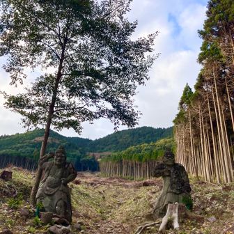 仁王様…通らせて頂きます🙏

　… 伐採された斜面を登ってゆきます🚶💦