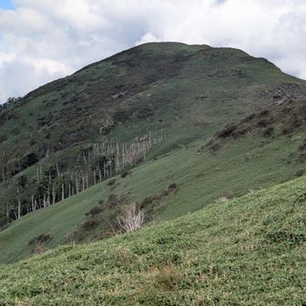 帰りは天狗塚をトラバース
ピークの向こうが天狗峠
白骨樹が並ぶ。