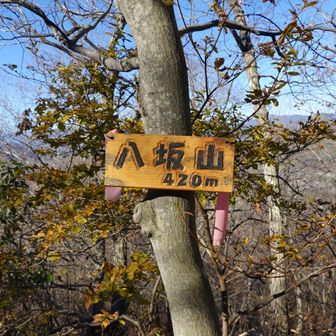 八坂山
展望無しで行き止まり