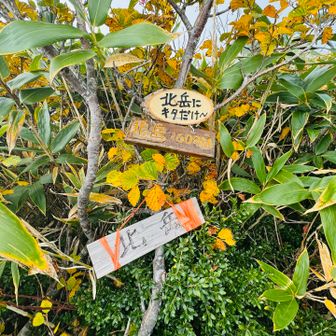 北岳にキタだけ😙