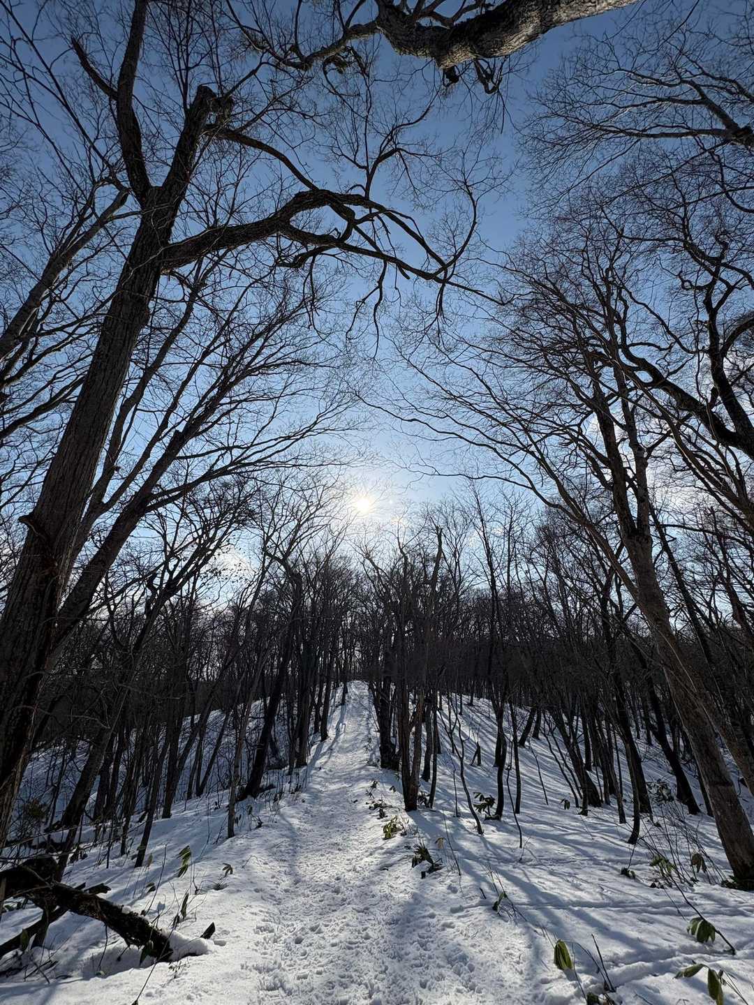 どの辺にいるのだろうか🦉

キョロキョロするけど

肉眼では全くわかりません