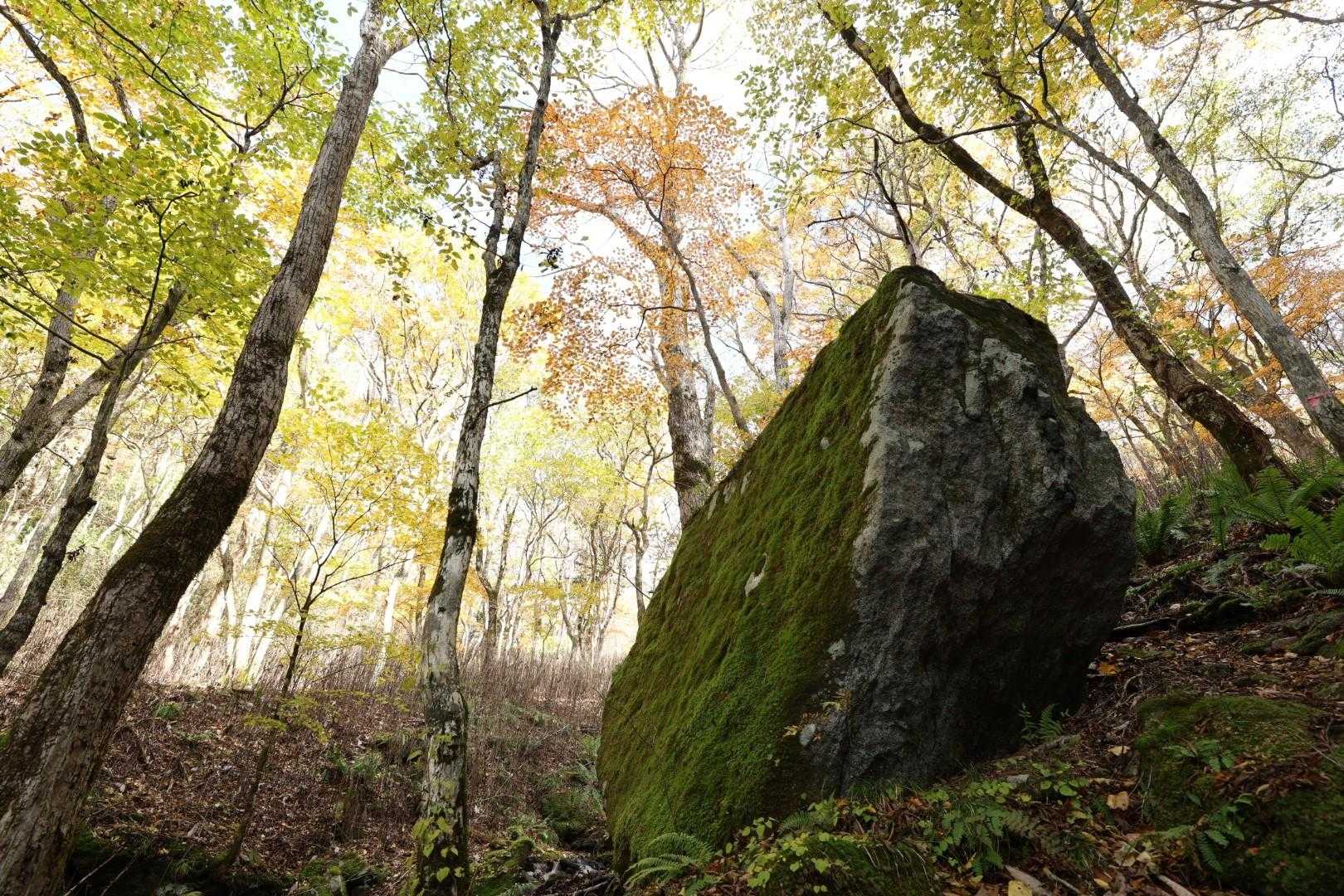 大滝根山 往復コースの写真