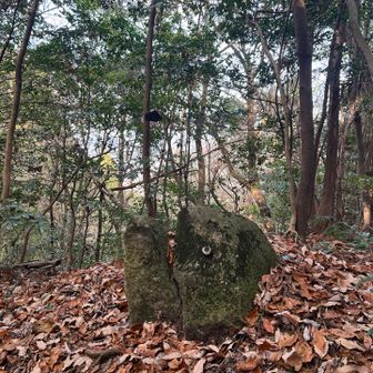 下から狙われてる🐟