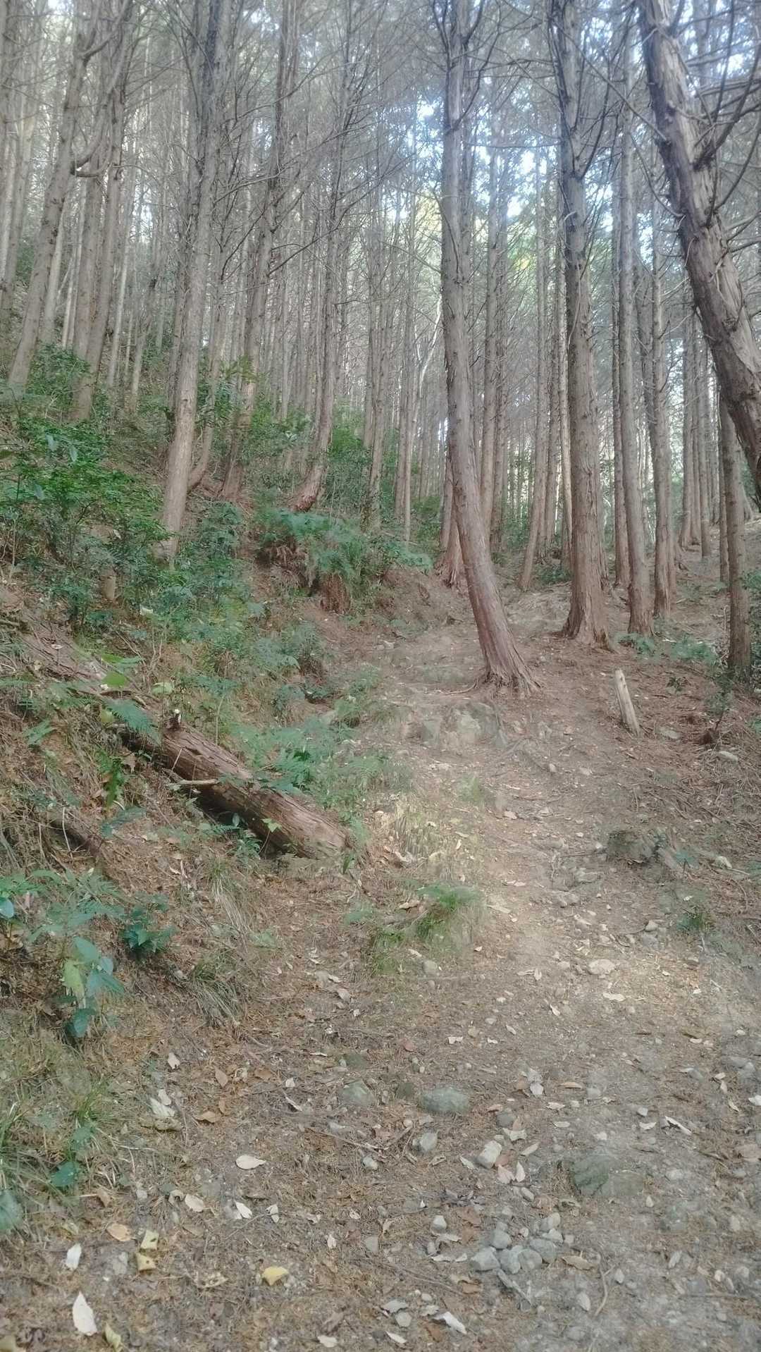ヒノキ林等の中を進んで行き、稜線へでます。
