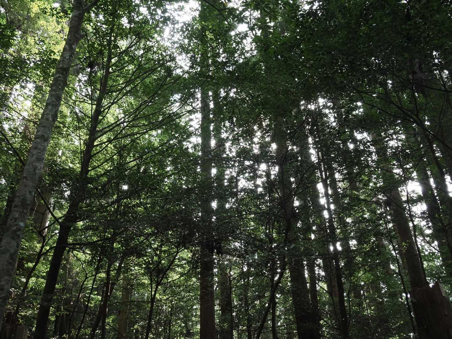 似たような？いやいやここは唯一無二の森ですよ🌳
めちゃめちゃ良い森です
