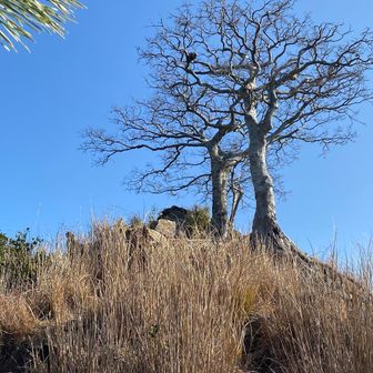 これがしたから見える木ですね