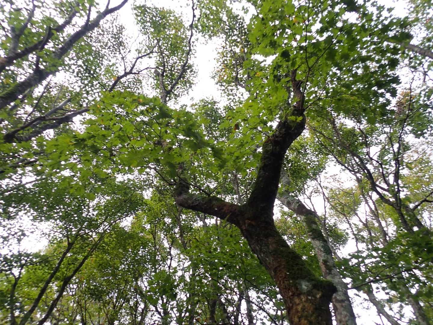 恐羅漢山-旧羅漢山-獅子ヶ谷登山口-十方山-奥三ツ倉-前三 周回コースの写真