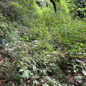 登山口からは、拷問のような草薮。
ほんとは来たくなかった😅
うげーーーーーー。
やだーーーーーー。