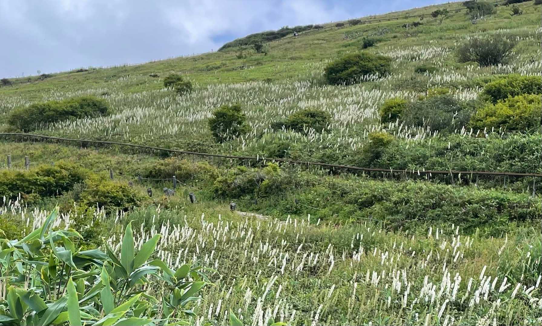 サラシナショウマが沢山