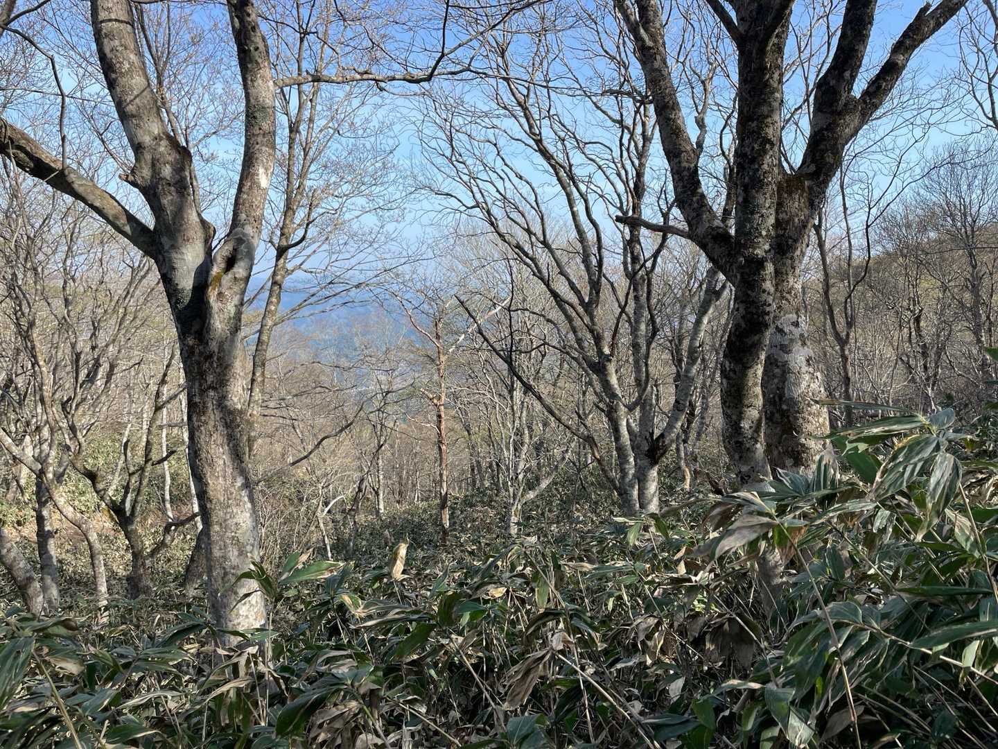 新緑が待ち遠しいね