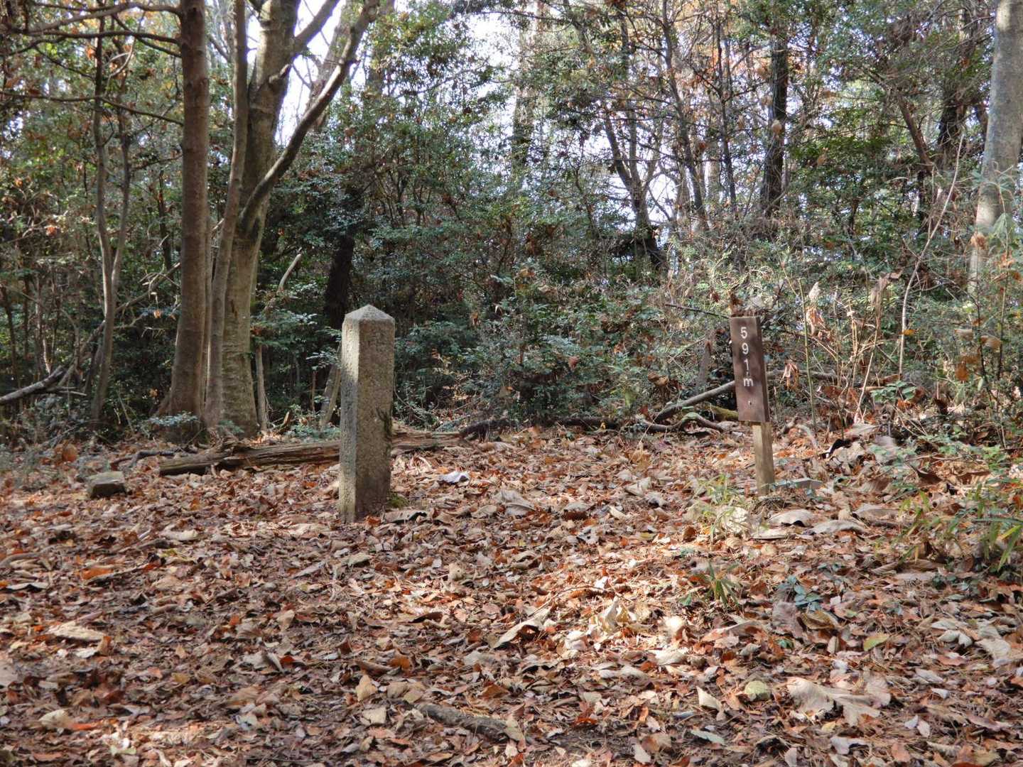 591ｍのピークに上がり、洞所山へも考えたが 🤔