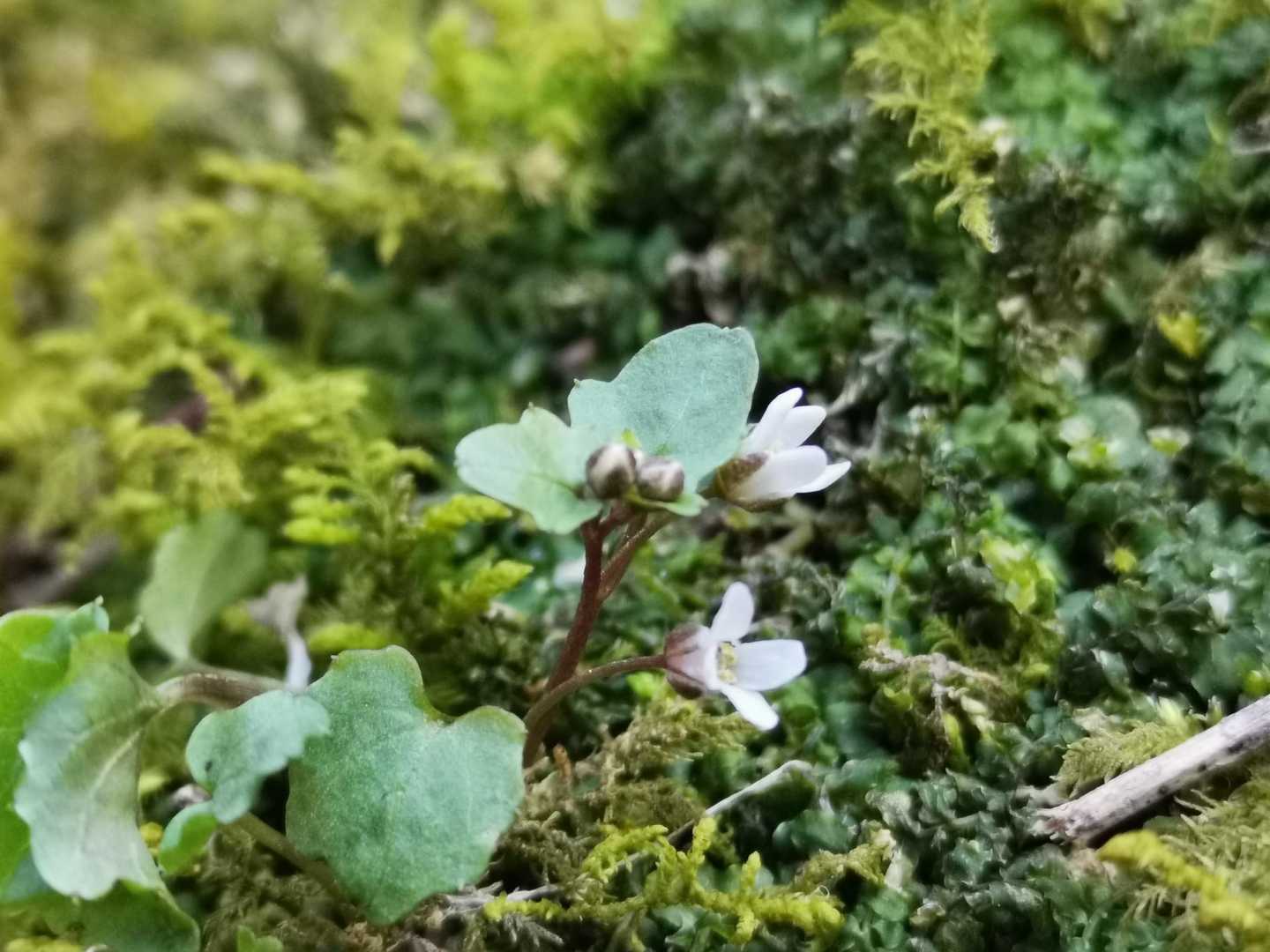 鍋尻山 往復コースの写真