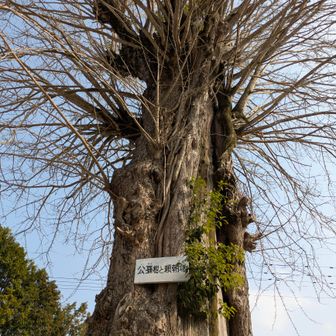 確かにデカい！😆💦
那岐山の大イチョウを思い出した！