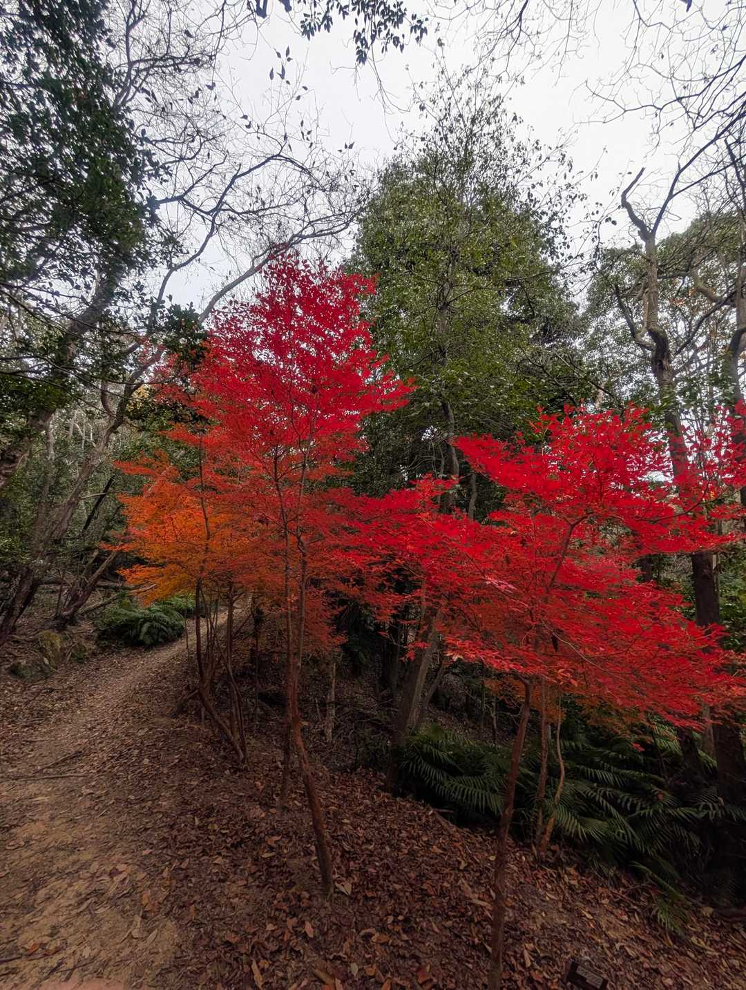瀧安寺 周回コースの写真