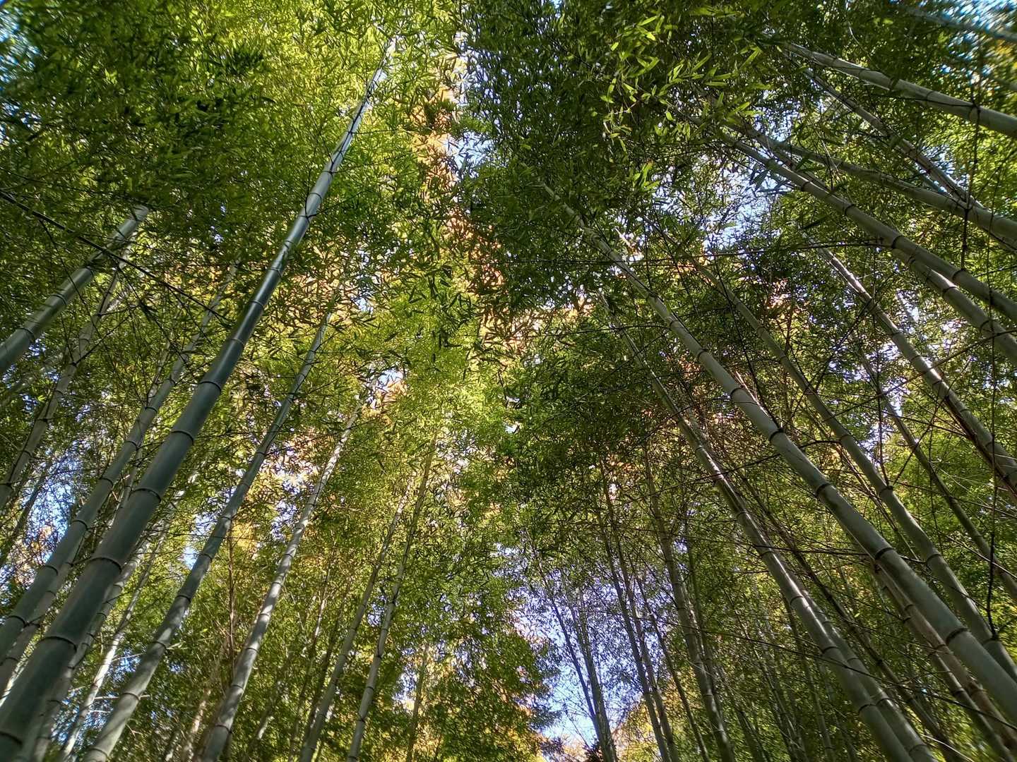 いつもの竹林、暑い時でも風が通って癒してくれます。