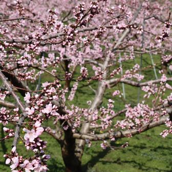 桃の花は場所によっては満開
