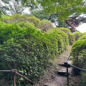 武州白子熊野神社の境内に到着。こちらが登山口？