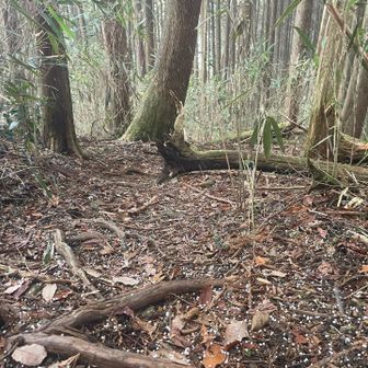 地面に降りた雪も暫く消えないようになってきました。
腕はだらんと下げていれば大丈夫🙆‍♀️
痛みが広がる前に下山できるよう、登山口目指します。

この状態で真っ先に思い浮かんだのは、GWに肩骨折したフォロワーさんである事は言うまでもありません🤣
私が竜爪山で怪我した場合、買い物に出掛けたら…て話しに、なんて冗談で話していたような🤔
まさか実現しちゃうなんて事ないよね…
しかもなんで肩なの⁉️

きっと穂積神社のカエルさんがちゃんと帰れるように脚ではなく肩にしてくれたのね🐸
と思う事にします。
