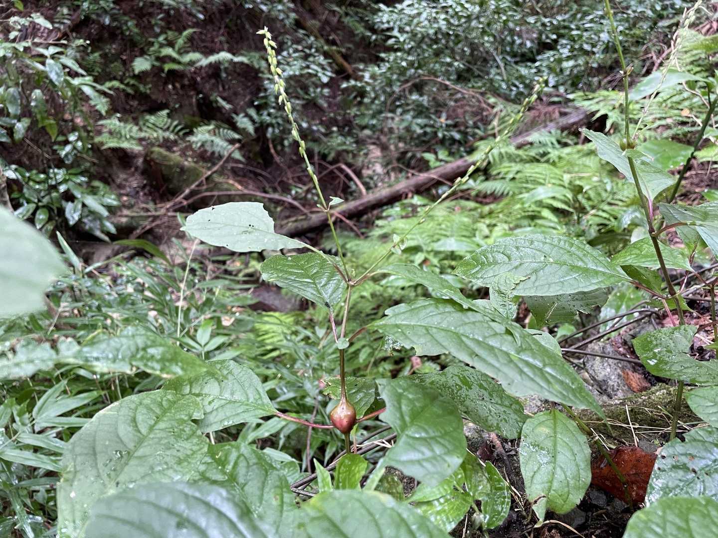 猪子槌(イノコヅチ･ヒユ科)の茎には虫が卵を産み付け 『虫えい』を生じる。茎の節が赤く膨れ上がり、猪のかかとに似ている…そこから 猪子槌😁