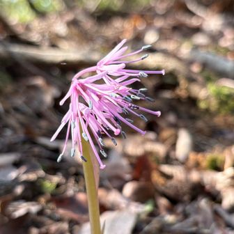 イワカガミに続き、ショウジョウバカマも今シーズンお初🩷