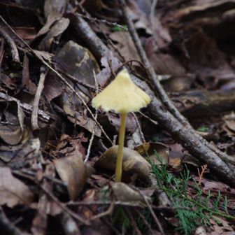 🍄‍🟫