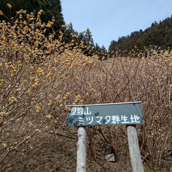 来週末が見頃かも