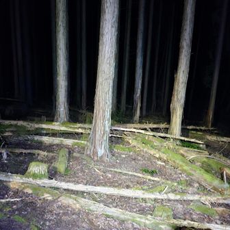 倒木(間伐してそのまま)の杉林を行く