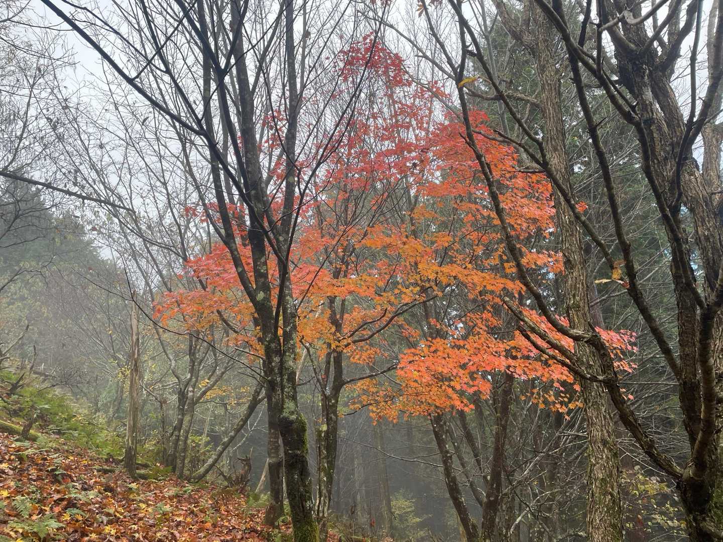 高見峠-雲ヶ瀬山-ハッピのタワ-ハンシ山-伊勢辻山-赤ゾレ 往復コースの写真