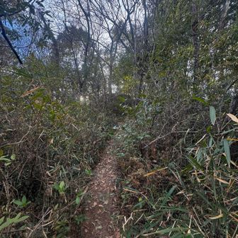 そしてお次、グレーピークの谷津仙元富士へ

グレーピークっぽい道になってきました