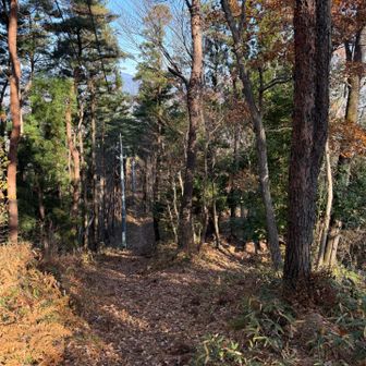 下りは落ち葉が滑るので要注意⚠️