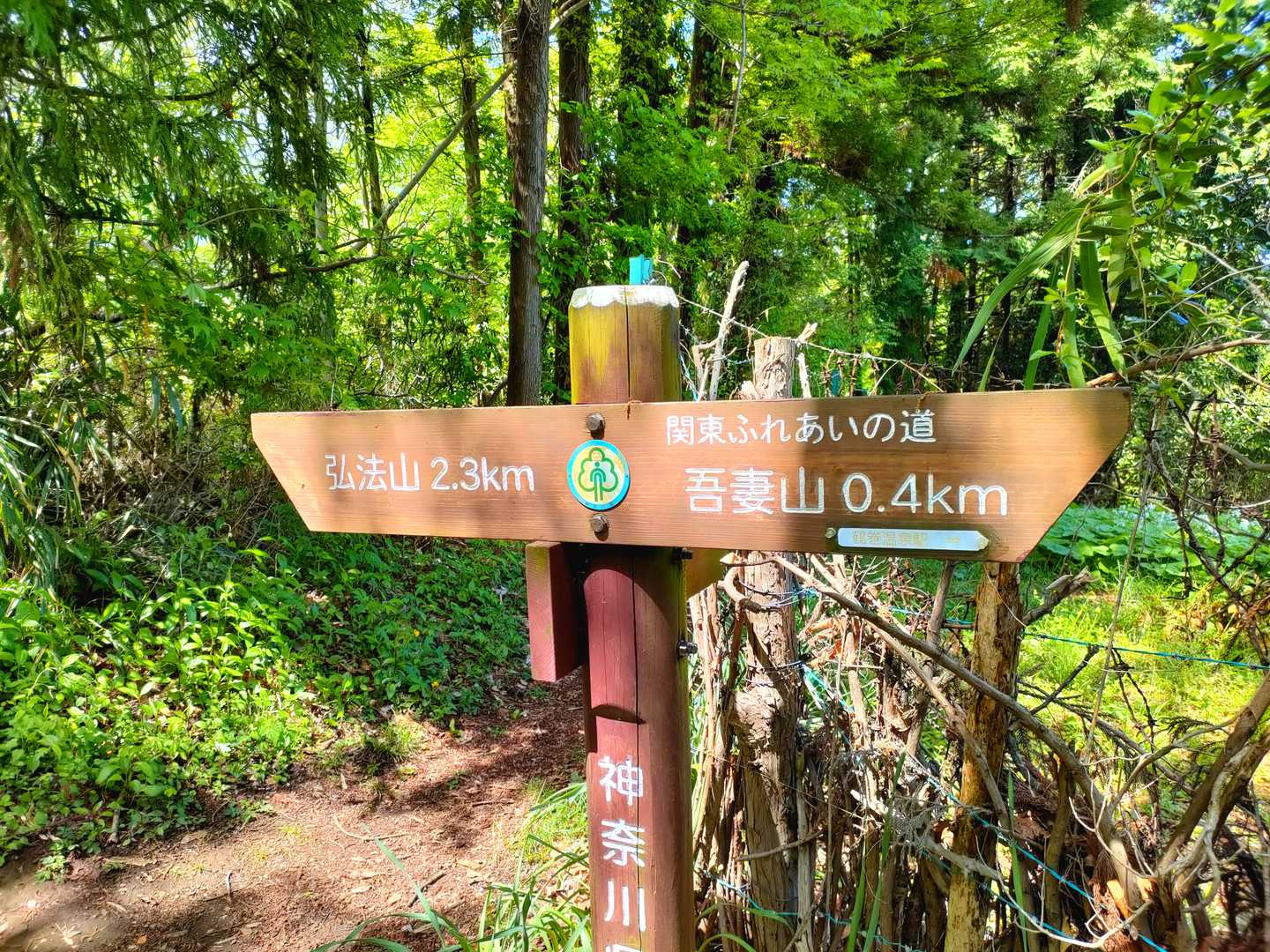秦野駅-弘法山公園入口登山口-権現山-弘法山-善波峠-善波 縦走コースの写真