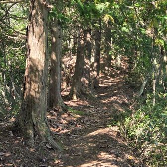 尾根歩きって気持ちいい。なんで、登山道って平らじゃないのだろうって、アホなことを考えてました。