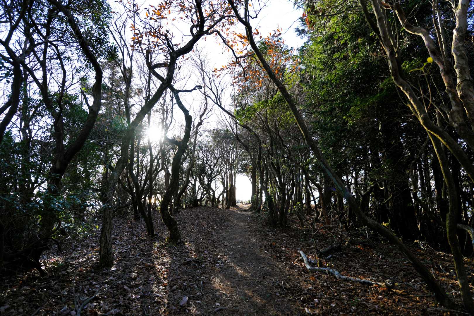 臼杵ヶ岳までの道