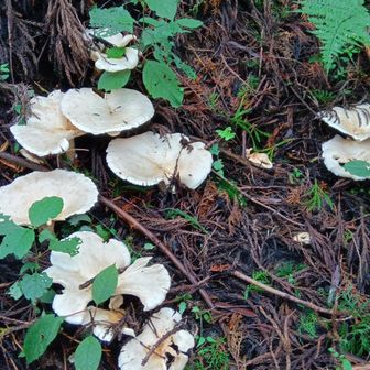 オオイチョウタケ🍄