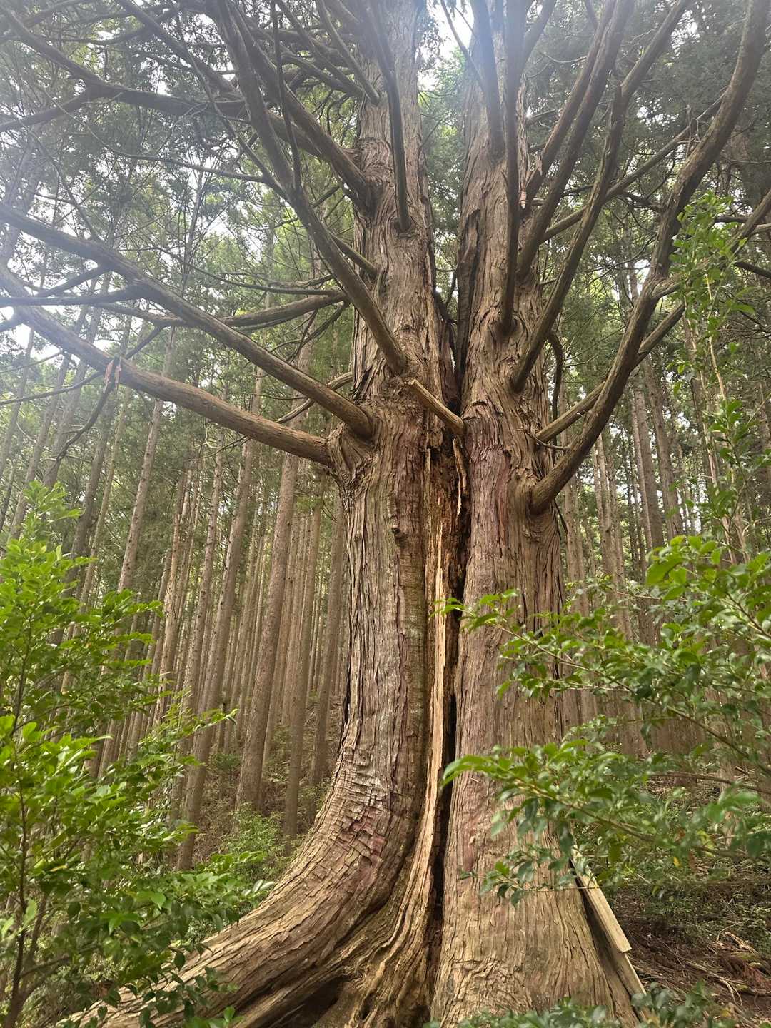 御岳渓谷入口-惣岳山・岩茸石山登山口-惣岳山 往復コースの写真