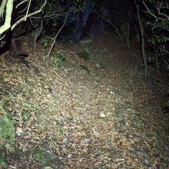 食後の運動に尺岳までナイトハイク行きます。