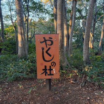 平らな土の道は歩きやすい