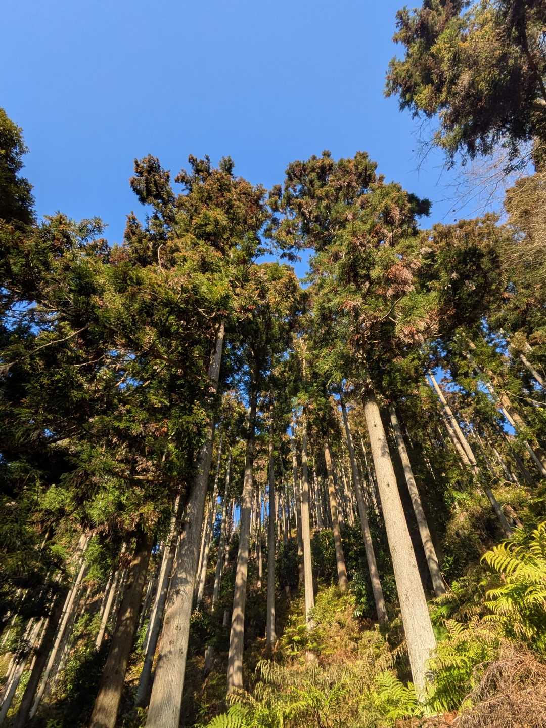 今年登り始めは青空🙌