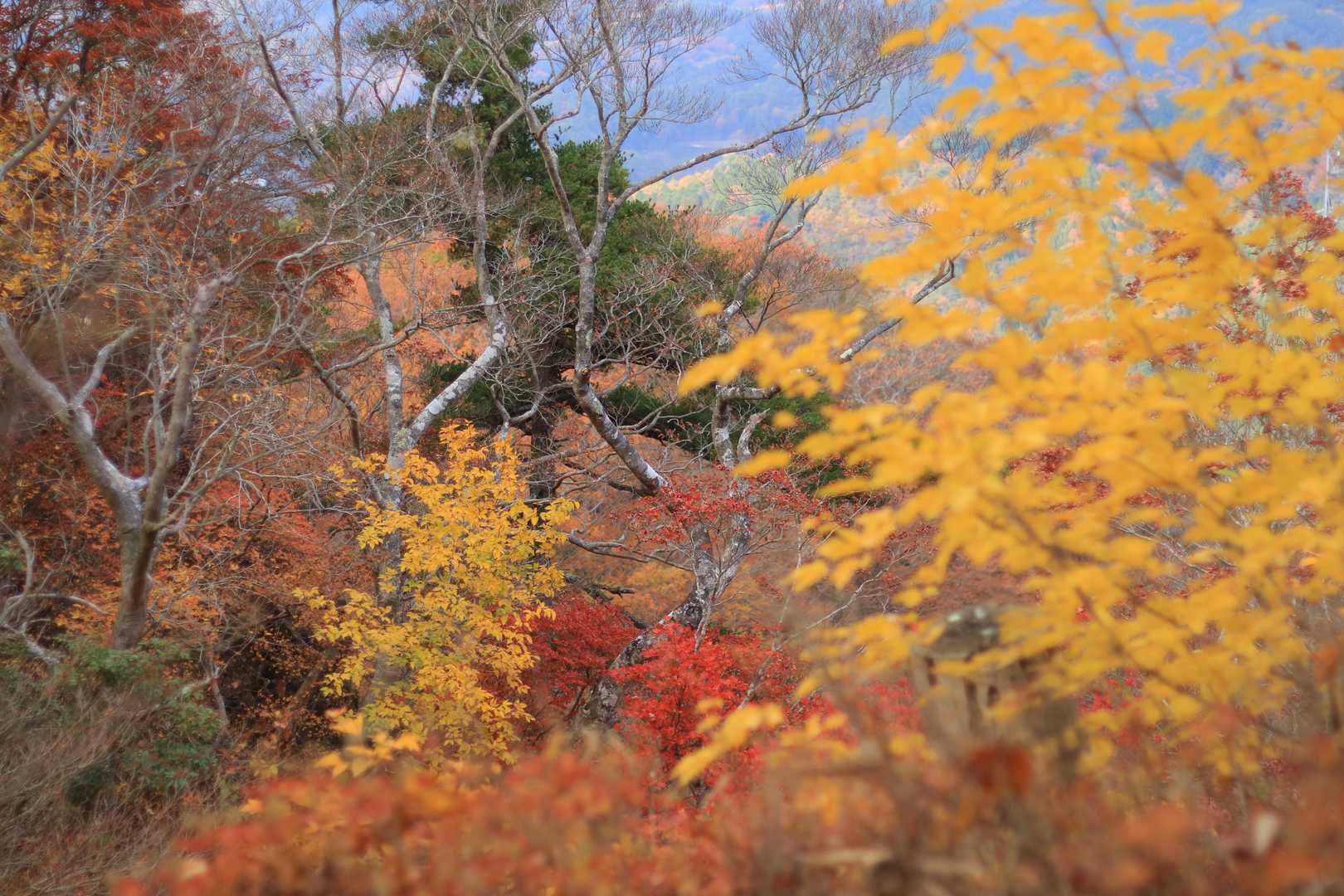 二ッ箭山 周回コースの写真