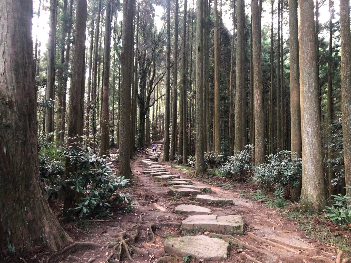 大行寺山-金海山 大恩教寺 釈迦院-西高野山 普門院 大徳 往復コースの写真
