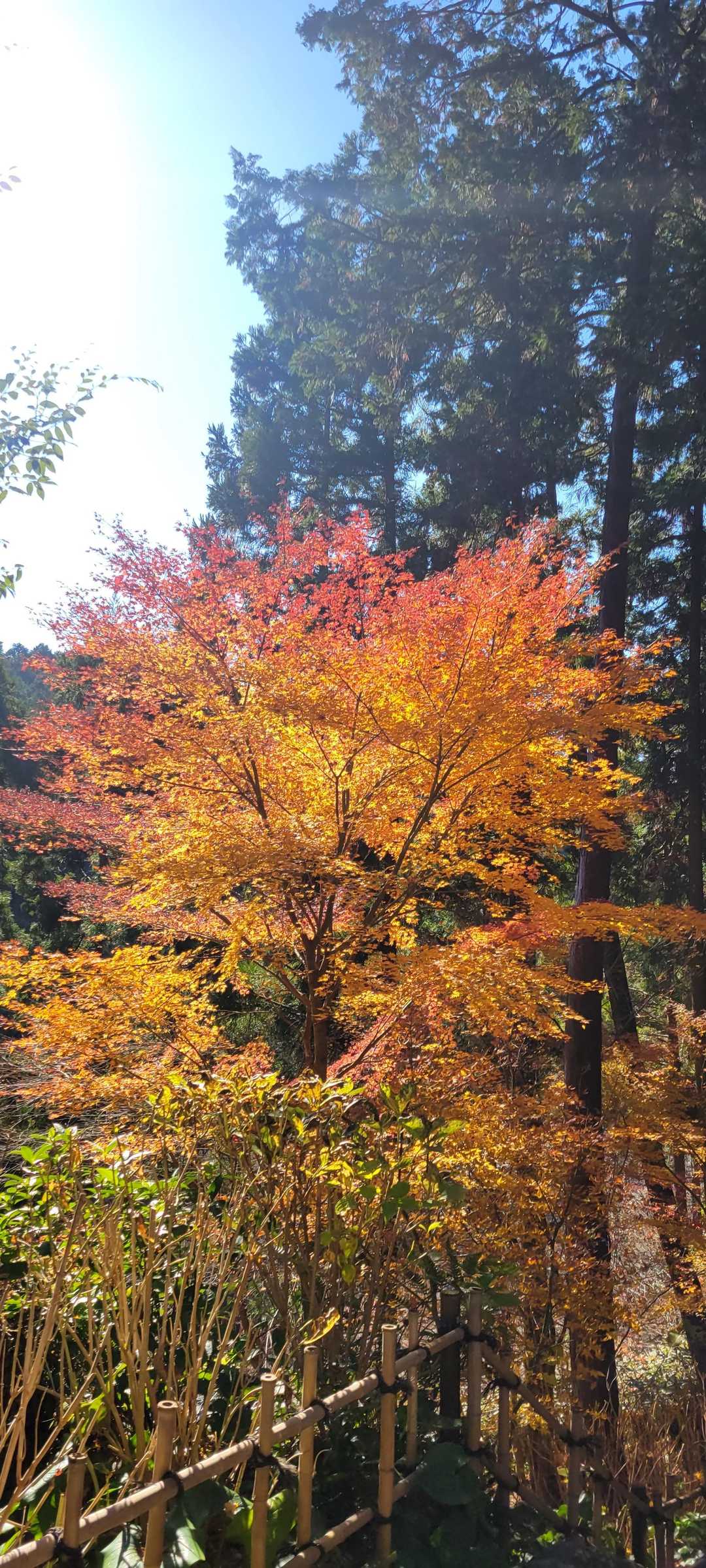 むらさき平-法多山尊永寺 往復コースの写真