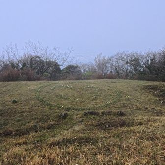 しっかり咲いたらハートになるみたい