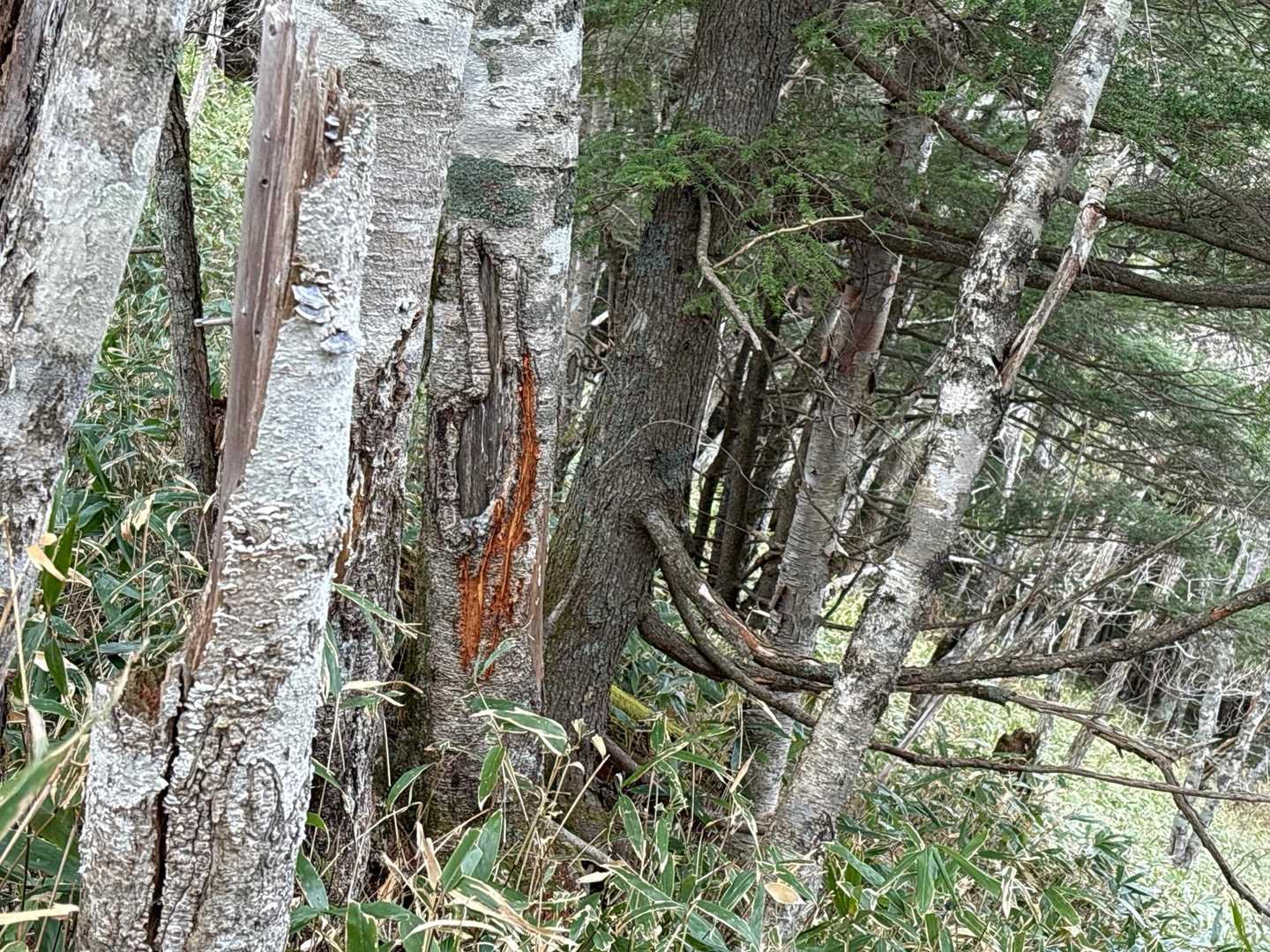 熊🐻はいるので⚠️